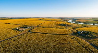 Golden sunflower field under blue sky in Ukraine